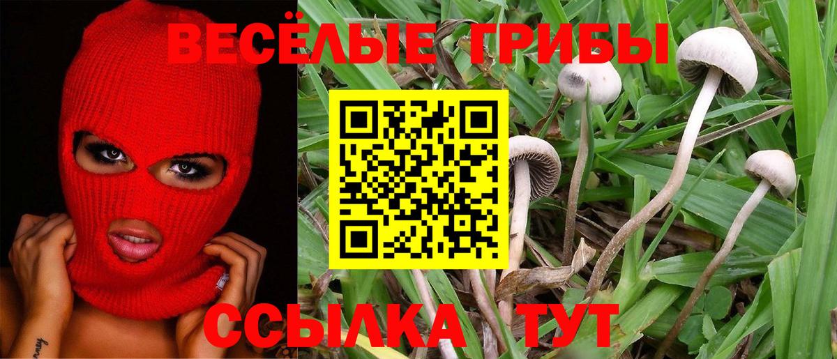 Псилоцибиновые грибы Psilocybe  Вход с VPN  Алейск 